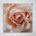 Rosdorf Park Beige Rose Flower - 1 Piece Rectangle Graphic Art Print On Wrapped Canvas Metal in Pink | 32 H x 32 W x 2 D in | Wayfair