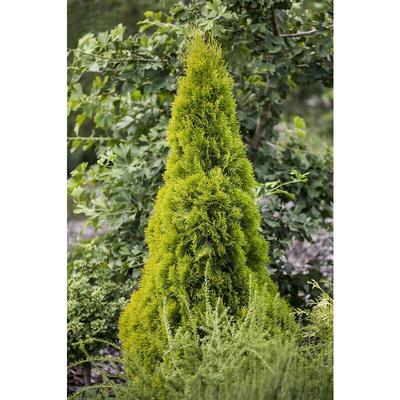 Pflanzen-für-dich.de - Lebensbaum 'Golden Smaragd'® Thuja occidentalis 'Golden Smaragd' -r- c 3 40 Image