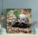 Bayou Breeze Black & Brown Turtle On Brown Soil - 1 Piece Square Graphic Art Print On Wrapped Canvas in Black/Green | 16 H x 16 W x 2 D in | Wayfair