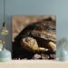 Bayou Breeze Brown & Black Turtle On Brown Soil 2 - 1 Piece Square Graphic Art Print On Wrapped Canvas in Black/Brown | Wayfair