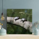 Bayou Breeze Two Black Turtles Sunbathing On A Trunk - 1 Piece Square Graphic Art Print On Wrapped Canvas - Wrapped Canvas Painting | Wayfair