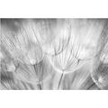 Papier peint intissé - Dandelions macro shot in black and white- Mural Large Dimension HxL: 255cm x