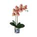 Primrue Orchid Floral Arrangements in Ceramic Vase Silk/Plastic | 22 H x 13 W x 10 D in | Wayfair 46C21695B6DE47A4A78B8066A3EBABAC