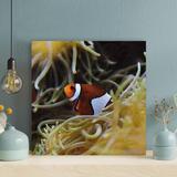 Rosecliff Heights Clown Fish On White Coral Reef 1 - 1 Piece Square Graphic Art Print On Wrapped Canvas in Brown/Gray | 16 H x 16 W x 2 D in | Wayfair