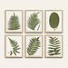 Fern Leaf Sage Art - Print III, 30" X 24" - Ballard Designs