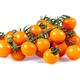 Tomato Plants - 'Sun Gold' - 5 x Full Plants in 9cm Pots - Garden Ready + Ready to Plant - Premium Quality Plants