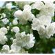 Philadelphus Virginal Mock Orange - Highly Fragrant Garden Shrub