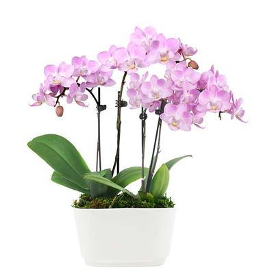 Fantasy Pink Orchids