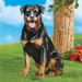 Winston Porter Beri Realistic Dog Garden Stake Metal | 21.5 H x 14 W x 14 D in | Wayfair E05CC32693C14113B3001E76FB08C12C