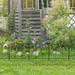 Timechee Garden Fence Landscape Edging Border Pets Barrier, 5 Panels