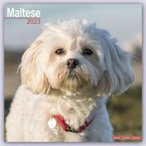 Maltese - Malteser 2023 - 16-Monatskalender