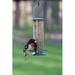 Birds Choice Low Cost Tube Bird Feeder Plastic in Black | 8 H x 3 W x 3 D in | Wayfair LCTUBE