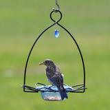 Birds Choice Bluebird Flower Decorative Bird Feeder Metal in Black/Blue | 8.5 H x 5.5 W x 8.75 D in | Wayfair BBFF