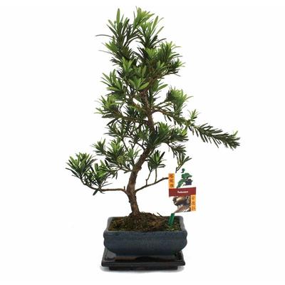 Bonsai Steineibe - Podocarpus macrophyllus - ca. 6 Jahre