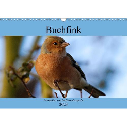 Buchfink - Fotografiert von Ostfriesenfotografie (Wandkalender 2023 DIN A3 quer)