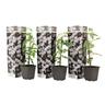 Plant In A Box - Jasminoides Officinale - Set de 3 - Blanc - Jasmin - Pot 9cm - Hauteur 25-40cm