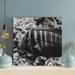 Rosecliff Heights Black & White Fish In Close Up Photography 1 - Wrapped Canvas Painting Metal in Black/Gray | 32 H x 32 W x 2 D in | Wayfair