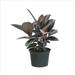 United Nursery Ficus Burgandy Plant Live Indoor Houseplant In 6 Inch Grower Pot | 12 H in | Wayfair FBURGANDY6GP