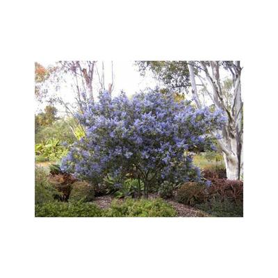 Säckelblume, schöner blaublühender Zwergstrauch 30-40 cm Image