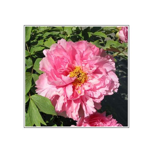 Chinesische Baum Pfingstrose Rou Fu Rong robuste, rosa Strauch Päonie im Topf