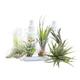 Tillandsia ACCESSORY KIT with 6 AIRPLANT - contains 6 x air plant, 150ml fertiliser / fertilizer, 100ml spray bottle and fixative glue