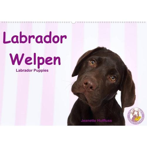 Labrador Welpen - Labrador Puppies (Wandkalender 2023 DIN A2 quer)
