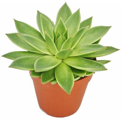 Echeveria agavoides - große Pflanze im 12cm Topf