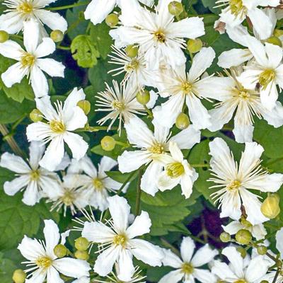 Clematis Summer Snow