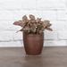 Thorsen's Greenhouse Live Pink Fittonia Nerve Plant in Classic Pot, Copper | 6 H x 4 D in | Wayfair 4 Pink Fittonia-core-cop