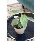 Thorsen's Greenhouse Live Silver Sword Philodendron Plant | 6 H x 4 D in | Wayfair 4 Phil Silver Sword