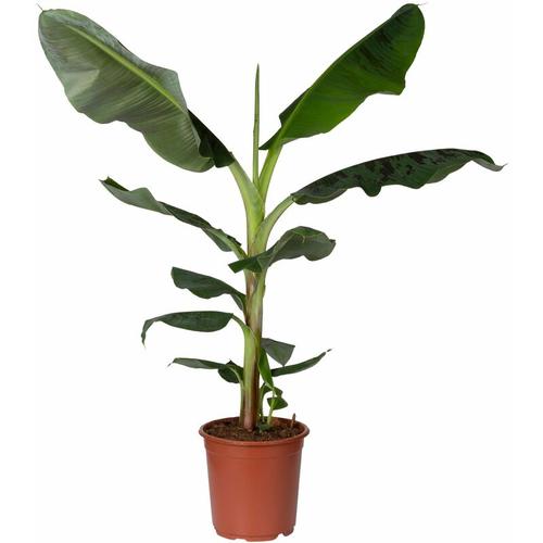 Pflanzen Kölle - Bananenpflanze 'Dwarf Cavendish', Topf-Ø 21 cm, Höhe ca. 70-90 cm