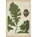 Gracie Oaks Oak Leaves & Acorns III Canvas | 12 H x 8 W x 1.25 D in | Wayfair FBD554919A76472B8227D79E66F8B8FD