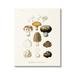 Stupell Industries Botanical Mushroom Species Latin Nature Study by World Art Group - Graphic Art Canvas in Brown/Green/White | Wayfair