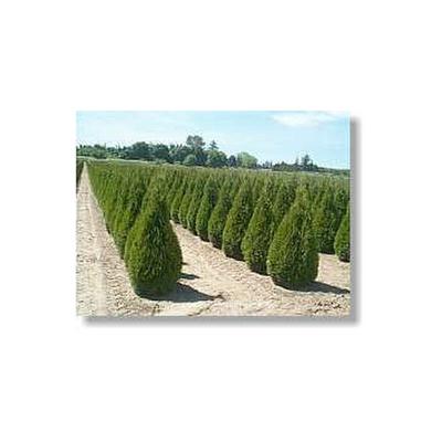 Thuja Smaragd ca. 70 bis 80 cm, im Topf gewachsen Image