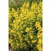 Sonstige - Lysimachia punctata p 0,5