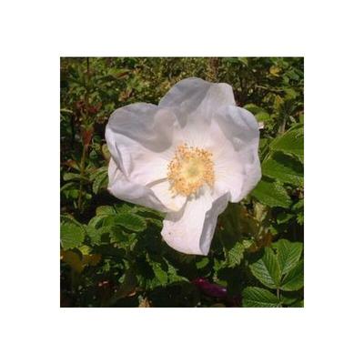 Weiße Apfelrose, duftend, Rosa rugosa Alba, robust Image