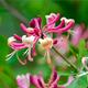 Garden Perennial - Lonicera 'Red World' - 1 x Full Plant in 1 Litre Pot