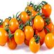 Tomato Plants - 'Sun Gold' - 6 x Large Plug Plant Pack - Garden Ready + Ready to Plant - Premium Quality Plants