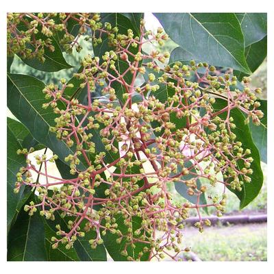 Bienenbaum Euodia hupehensis (Tetradium daniellii) Tausendblütenbaum Honigesche