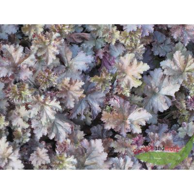 Heuchera Cappuccino Purpurglöckchen milchkaffeefarben Blatt gezeichnet 11cm Topf