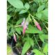 Beautifully Fragrant Pale-Pink Jasmine Plant (Jasminum x stephanense) 12 cm Dia Pot (Free UK Postage)