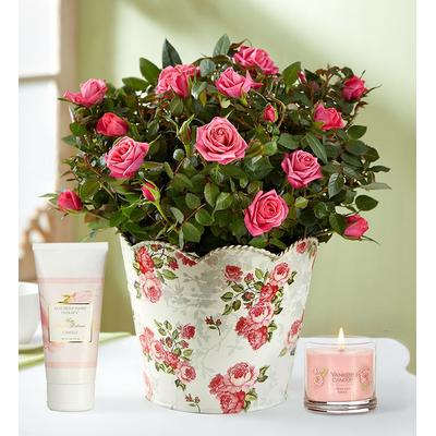 Classic Budding Rose Large with Candle & Lotion by 1-800 Flowers