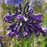 Agapanthus 'Purple Delight'