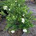 OnlinePlantCenter 15" Live Flowering Plant in Nursery Pot | 15 H x 10 D in | Wayfair G5502G3
