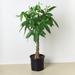 House Plant Shop Money Tree 'Guiana Chestnut' Pachira Braid - 10" Pot | 40 H x 10 D in | Wayfair 10_PACHIRA_BRAID