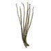 Vickerman 652831 - 40-48" Green Ladder Branches (H2LXL150) Dried and Preserved Branches