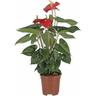 Kentis - Anthurium Andreanum Rosso - Pianta Purifica Aria - h 65-75 cm Vaso ø 17 cm