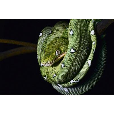 Fototapete PAPERMOON "SMARAGDBOA-SCHLANGE TIER REPTIL AMAZONAS REGENWALD BOA", bunt, B:4,00m L:2,60m, Vlies, Tapeten