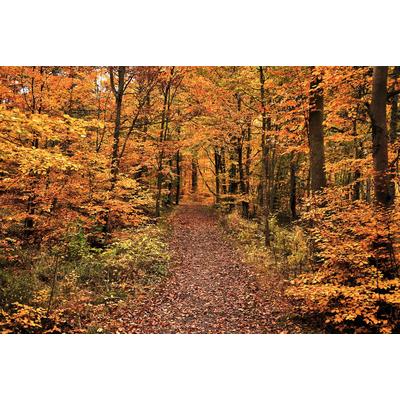 Fototapete PAPERMOON "Waldweg", bunt, B:4,50m L:2,80m, Vlies, Tapeten