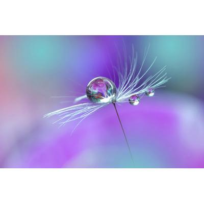 Fototapete PAPERMOON "Wassertropfen auf Blume", bunt, B:5,00m L:2,80m, Vlies, Tapeten